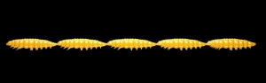 Libra Lures Larva Multi 008 Dark Yellow Chee 25ks
