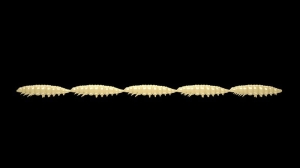Libra Lures Larva Multi 005 Cheese Krill 25ks