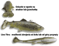 4d-pulsetail-trout-wygląd.png