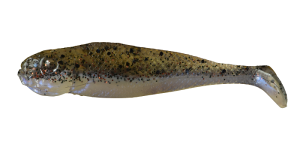 Realistický mečoun stínovaný 7cm J7 019 10ks