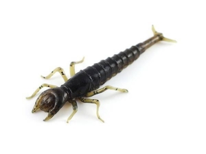 FishUP Potápěčský brouk 5cm #043 Vodní meloun hnědý černý 8ks