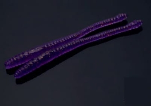 Libra Lures Dying Worm 70mm Krill Col.20 15ks