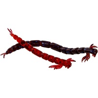 Przynęty_gumowe_Westin_Bloodteez